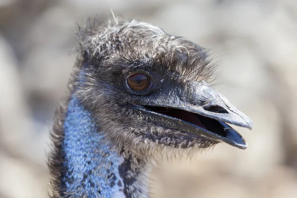 Emu tête — Photo