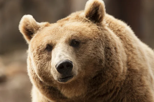 Wild brown bear — Stock Photo, Image