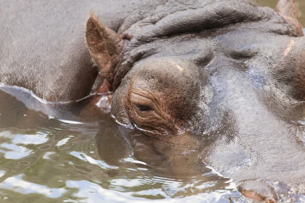 Hippopotamus — Stock Photo, Image