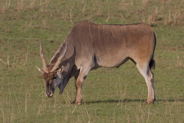 Hippotragus equinus — стокове фото