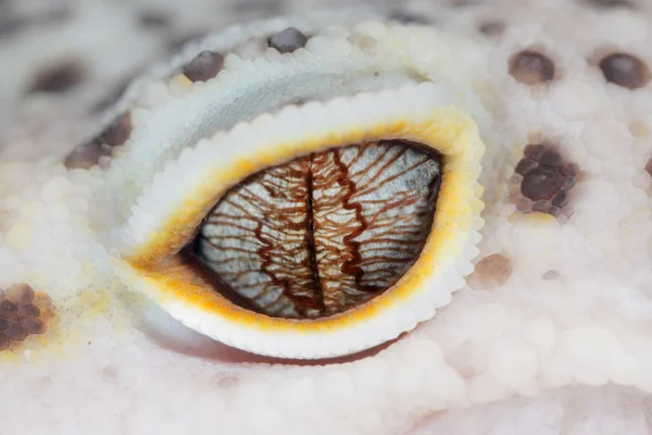 Reptil eye — Stock Photo, Image