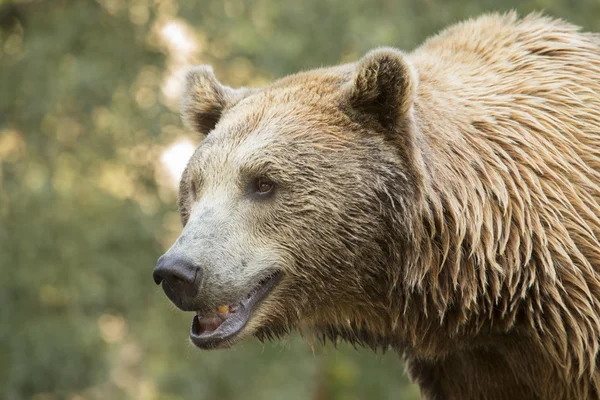 The face of a bear Stock Picture