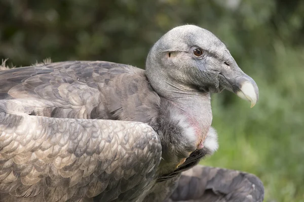 Black vulture — Stock Photo, Image