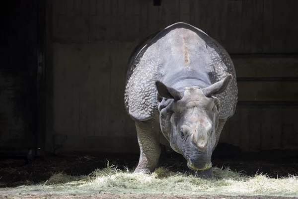 Portrait of white rhino — Stock Photo, Image