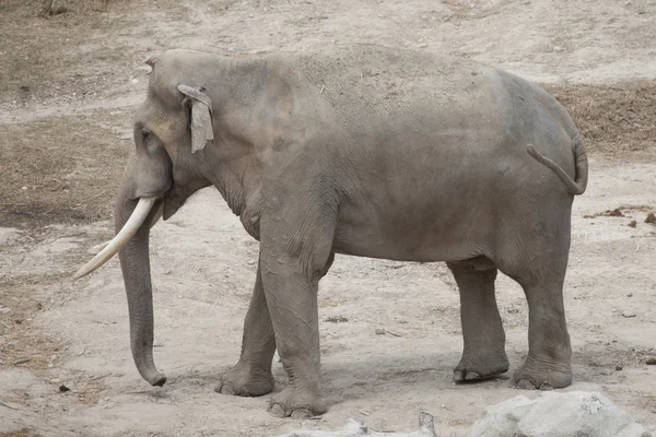 Elefant — Stockfoto