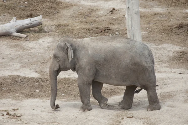 Elefante —  Fotos de Stock