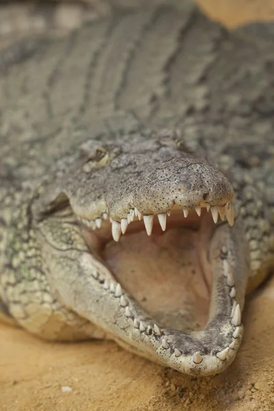 nile crocodile