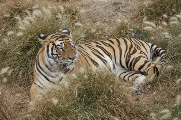 Tijger rusten — Stockfoto