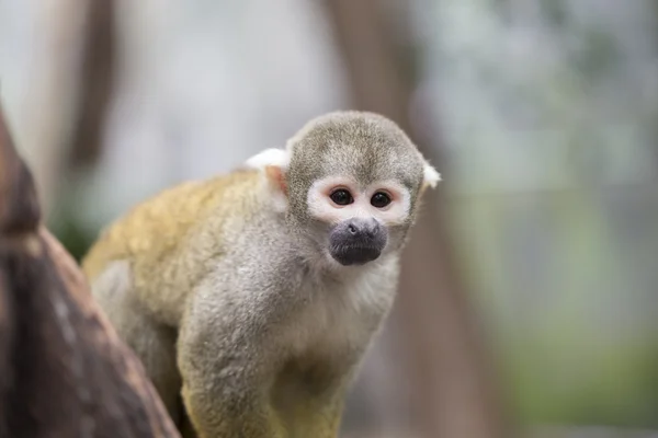 Squirrel monkey — Stock Photo, Image