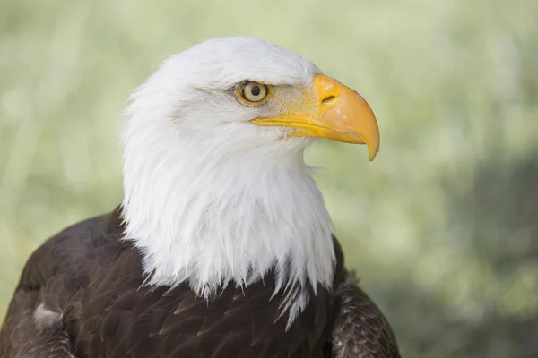 Kale adelaar — Stockfoto