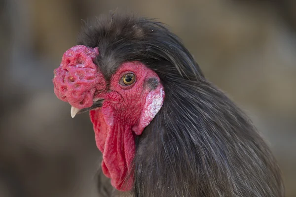 Domestic rooster — Stock Photo, Image