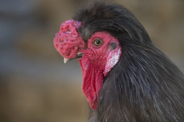 Domestic rooster — Stock Photo, Image