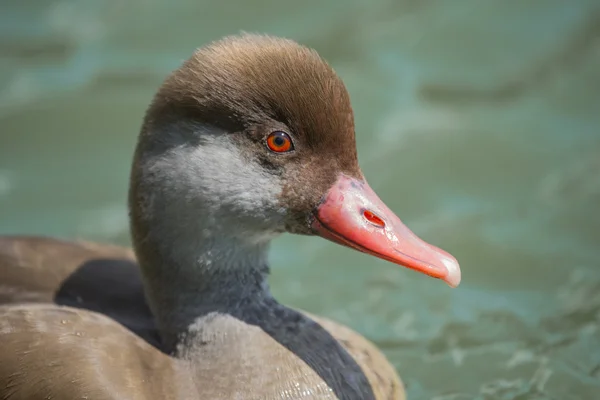 Pato. — Fotografia de Stock