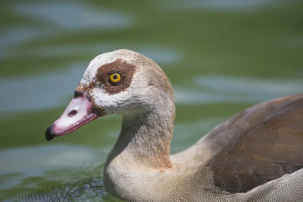 Eenden — Stockfoto