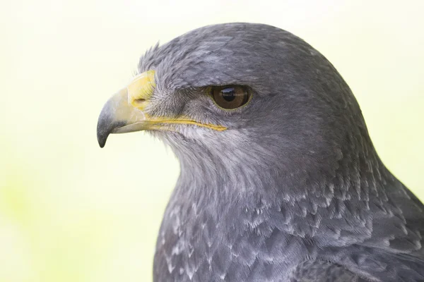 Ritratto di un grande falco selvatico — Foto Stock