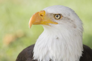 Foto van een mooi en wilde bald eagle