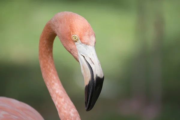 Um grande flamingo rosa — Fotografia de Stock