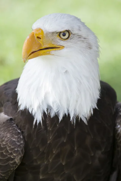 Imagem de uma bela e selvagem águia careca — Fotografia de Stock