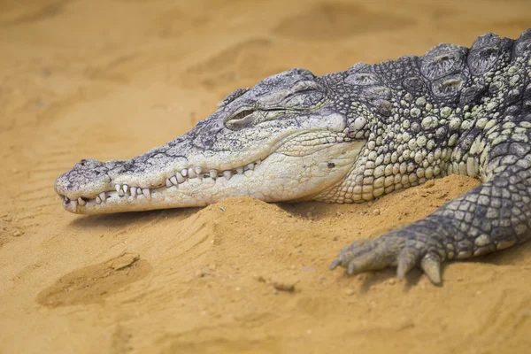 Un peligroso cocodrilo del Nilo — Foto de Stock