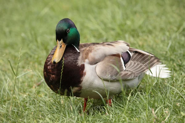 Um belo pato selvagem macho — Fotografia de Stock