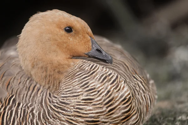 Um belo pato selvagem macho — Fotografia de Stock