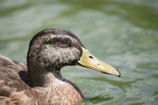 Retrato de um belo pato marrom — Fotografia de Stock