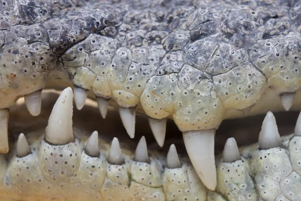악어 이빨의 클로즈업 — 스톡 사진