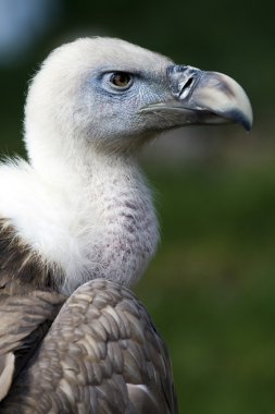 Dünya'daki güzel ve orijinal akbaba