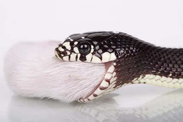 Wielki wąż eatting myszy — Zdjęcie stockowe