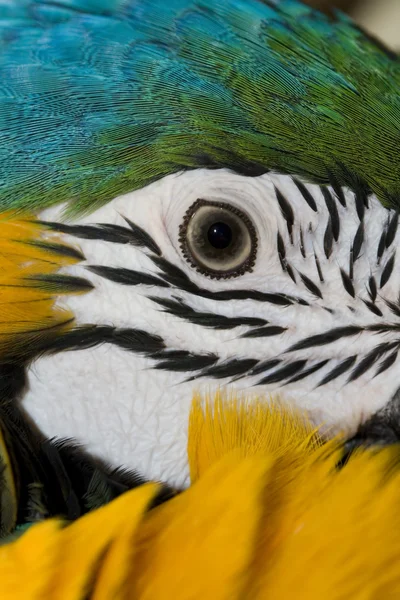 Retrato de un loro de color — Foto de Stock