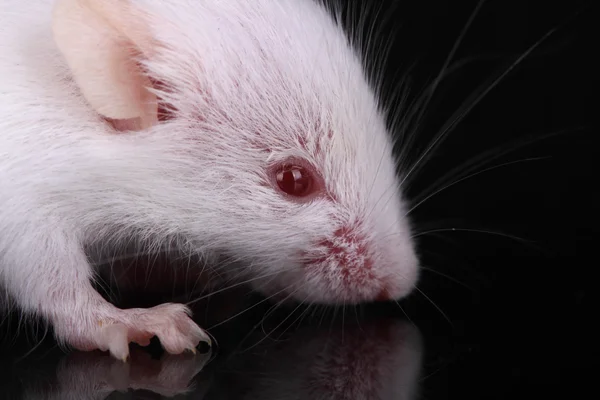 Um pequeno rato branco com olhos vermelhos — Fotografia de Stock