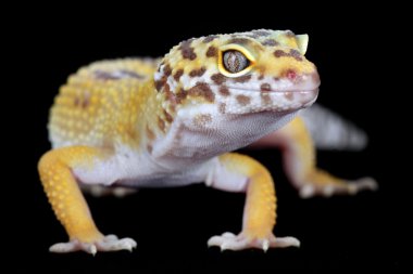 küçük bir resim ve güzel leopar gecko