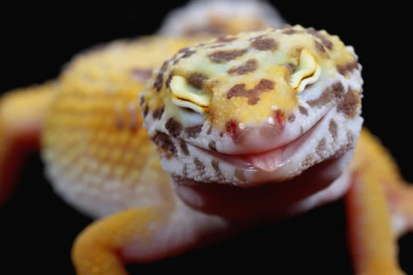 Uma foto de um pequeno leopardo gecko — Fotografia de Stock