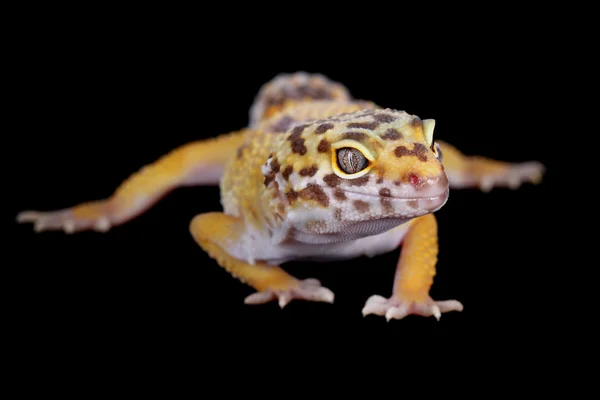 En bild av en liten och vacker leopard gecko — Stockfoto