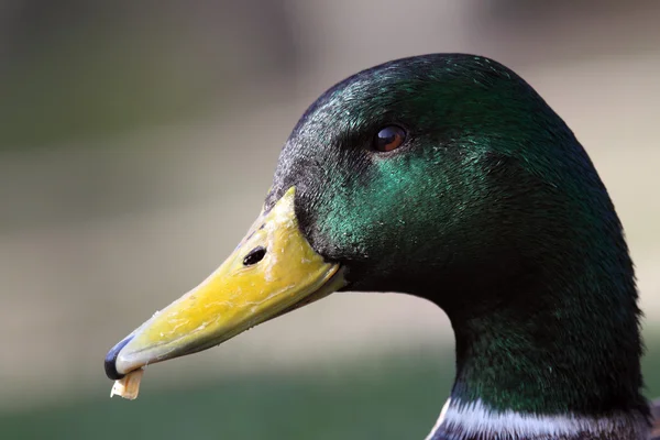 Retrato de um belo pato macho — Fotografia de Stock