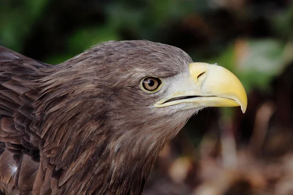 Retrato de uma águia europeia — Fotografia de Stock