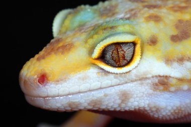 küçük bir leopar gecko başkanının makro