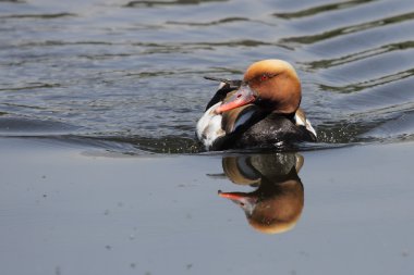 güzel bir ördek bir gölde Yüzme