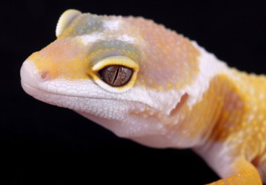 Bir güzel eublepharis macularius, leopar gecko