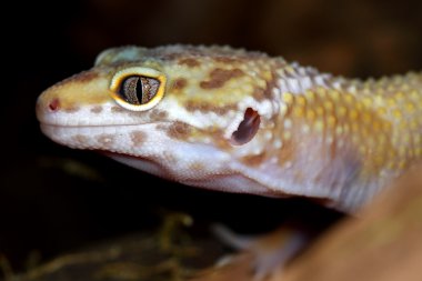 küçük bir leopar gecko resmini