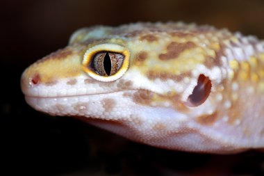 küçük bir leopar gecko resmini