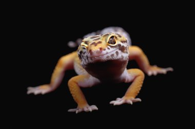 küçük bir leopar gecko resmini