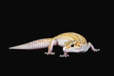 küçük bir resim ve güzel leopar gecko