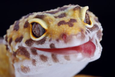 bir fantastik leopar gecko portresi