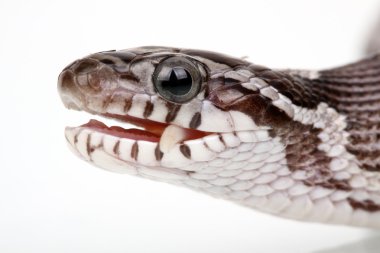 Harika bir eatting bir fare yılan.