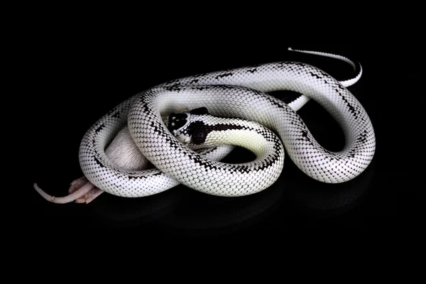 Uma grande cobra do deserto preto e branco comendo — Fotografia de Stock