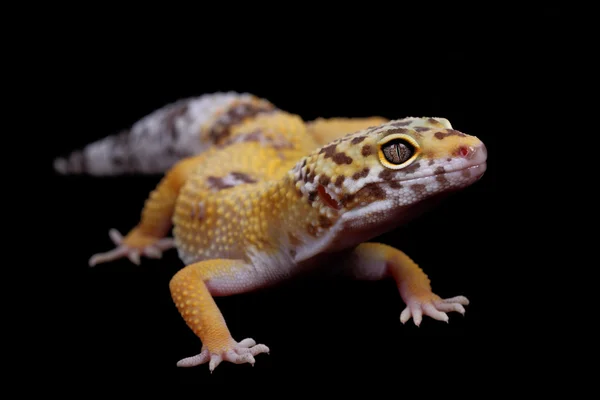 En bild av en liten leopard gecko — Stockfoto