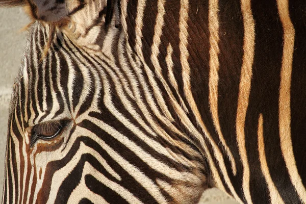 Portrét krásné a divoké zebry — Stock fotografie