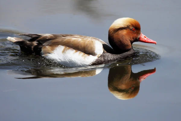 Um belo pato nadando em um lago — Fotografia de Stock