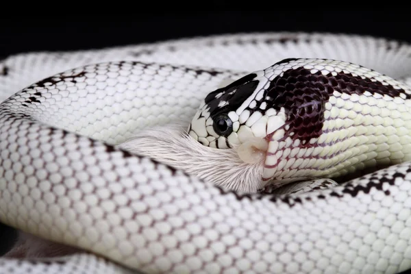 Большая черно-белая пустынная змея, поедающая — стоковое фото